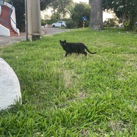 Cat near hotel in Carvoeiro